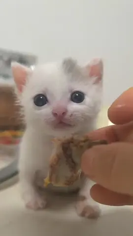 So cute #cutecat #pet #kucing #kitty #funny 