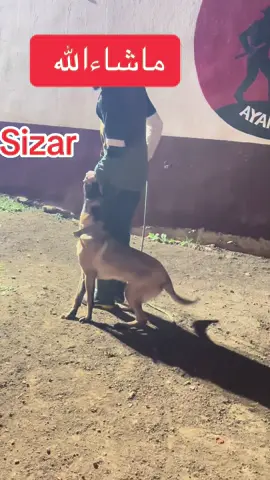 #chien 🐕#malinois #كلاب #LIVEIncentiveProgram @Hicham bouchaoi @Madjed_maya 🐕❤️ @Merzak Bouchaoui 