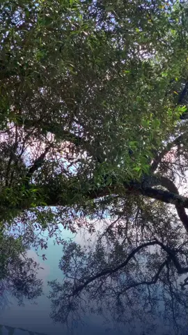 የቡራዩ ደብረ ሰላም መድሃኔዓለም ካቴድራል  @bk @sanpictures📸 @🔱𝑒𝑦𝑜𝑏𝑎  📸 #መድሃኔዓለም #ቤተክርስቲያን #ኦርቶዶክስ_ተዋህዶ_ፀንታ_ለዘለዓለም_ትኑር #መዝሙር #viral 