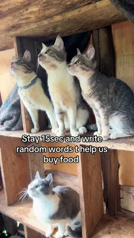 #help #catsoftiktok #donate #fy #help 