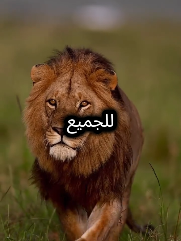 هاتفي دائما في يدي  #عبارات #مواقف #خواطر #اقتباسات #اقتباسات_عبارات_خواطر 