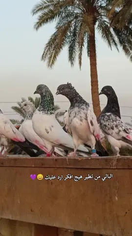 شوف وغلس 😂💜 #لايكات #تعليقاتكم #متابعة #اكسبلور #اعادة_النشر🔃 @احمد حسن @ابن التاجي 🕊️ 