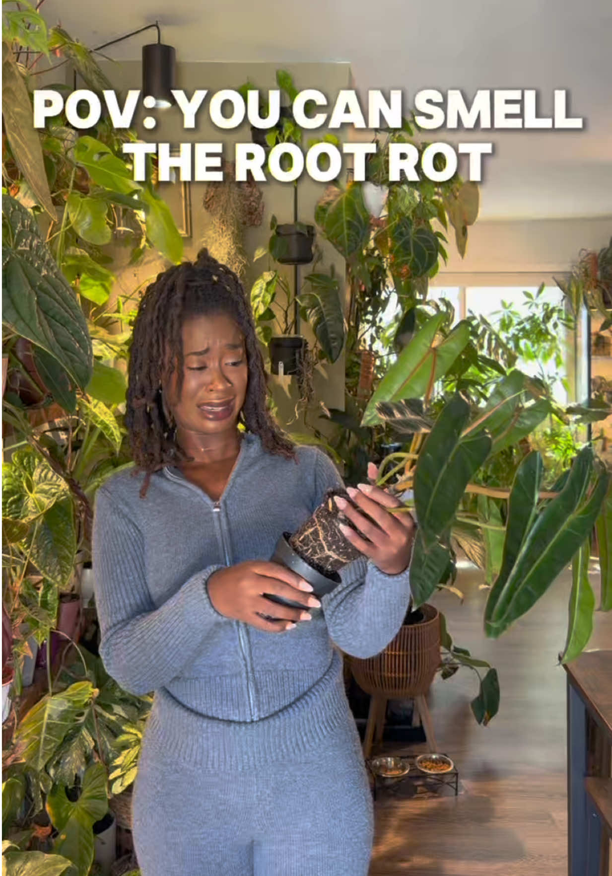 One of the most pungent smells EVER 🤮🪴 ——- Some people may encounter root rot when their plant’s roots sit in waterlogged soil for too long, depriving them of oxygen. This excess moisture creates the perfect environment for bacteria to thrive, which leads to the roots decaying. Should I make a video on how to fix it?  #plantmom #plantlover #rootrot #plantsmakepeoplehappy 