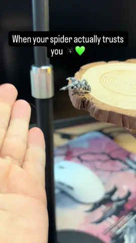 She just kept jumping into my hand 😭💚 Pearl really said: “again!” #JumpingSpider #ClumsyJumpers #PetSpider #CutePets #FYP 