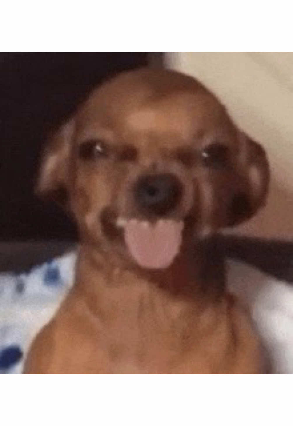 Good day to be nyc adjacent #spiderman #mamdani #nyc 