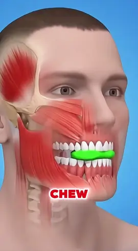 What happens if you chew gum every single day? Here are six surprising benefits, and trust me, the last one will really surprise you #chewgum #chew #gum #healthtip #usa_tiktok 