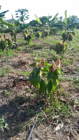 #tik_tok ##viral #cacau #para #brasil🇧🇷 