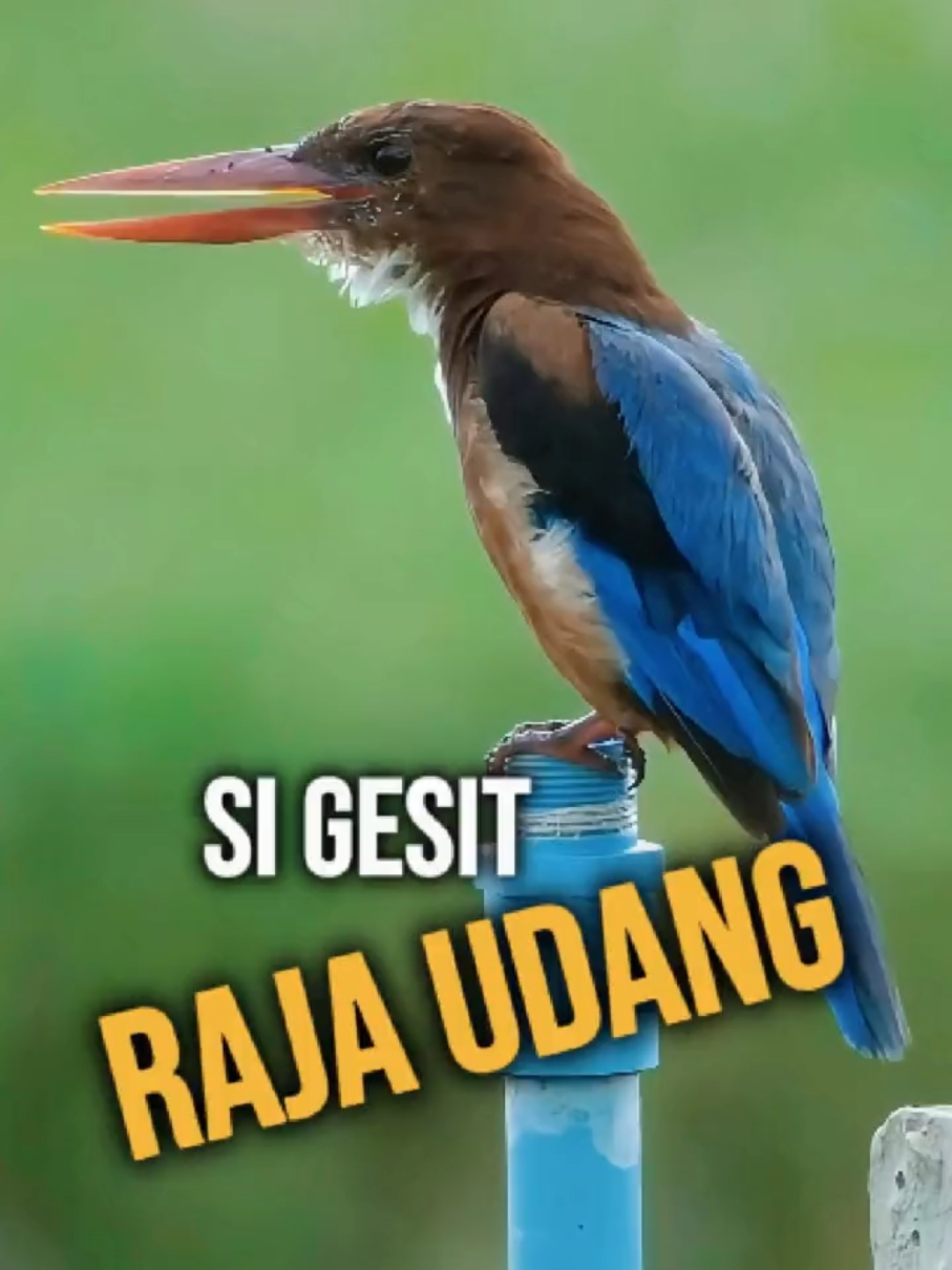 🚨 DISCLAIMER  BRO! Semua visual dalam video ini hanya sebagai pemanis dan pendukung  narasi. Jika ada NARASI yang kurang tepat dan tampilan serta jenis  burung yang tidak sesuai, kami mohon maaf dan harap dimaklumi. Tujuan  kami cuma satu — menghadirkan Narasi hiburan seolah burung Raja Udang ngomong. 🙏#tengkek #rajaudang #kicaumania ##fyppppppppppppppppppppppp