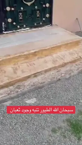 #اكسبلور #ترند #فلو #نشر 