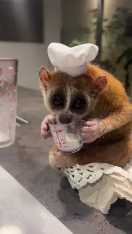 A Slow Loris is a small, nocturnal primate native to Southeast Asia’s forests, known for its big, round eyes and slow, deliberate movements that make it look extra cute and mysterious. #SlowLoris #CuteButWild #NocturnalAnimals #FYP #wildandadorableusa