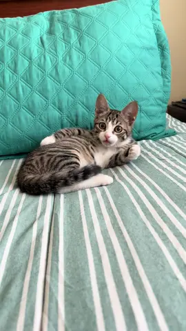 Estúpida Karen no me dejas hacer la bañacion 😹#kira #labebechucky 