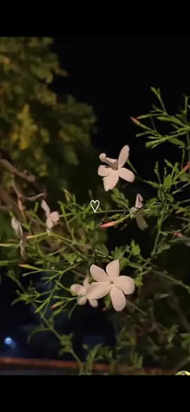 #الحمد لله بلا سبب، الحمد لله بلا طلب، الحمدلله بلا عدد، الحمدلله حتى يرضى ،الحمدلله إذا رضي ،الحمدلله بعد الرضا، الحمدلله حمداً كثيراً طيباً مباركاً فيه .