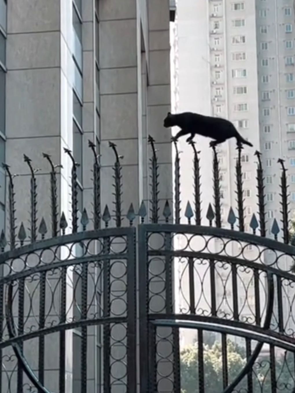 These cats are very talented #cat #catlover #cut 