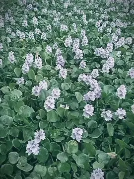 #CapCut ধান খেত আর কাশ ফুলের  দিন শেষ,,, হেনা ফুলে র বাংলা দেশ,,,,,, 😚🖤🥀🥰😚🥀🥀😚🥀🥀😚🥀         .  