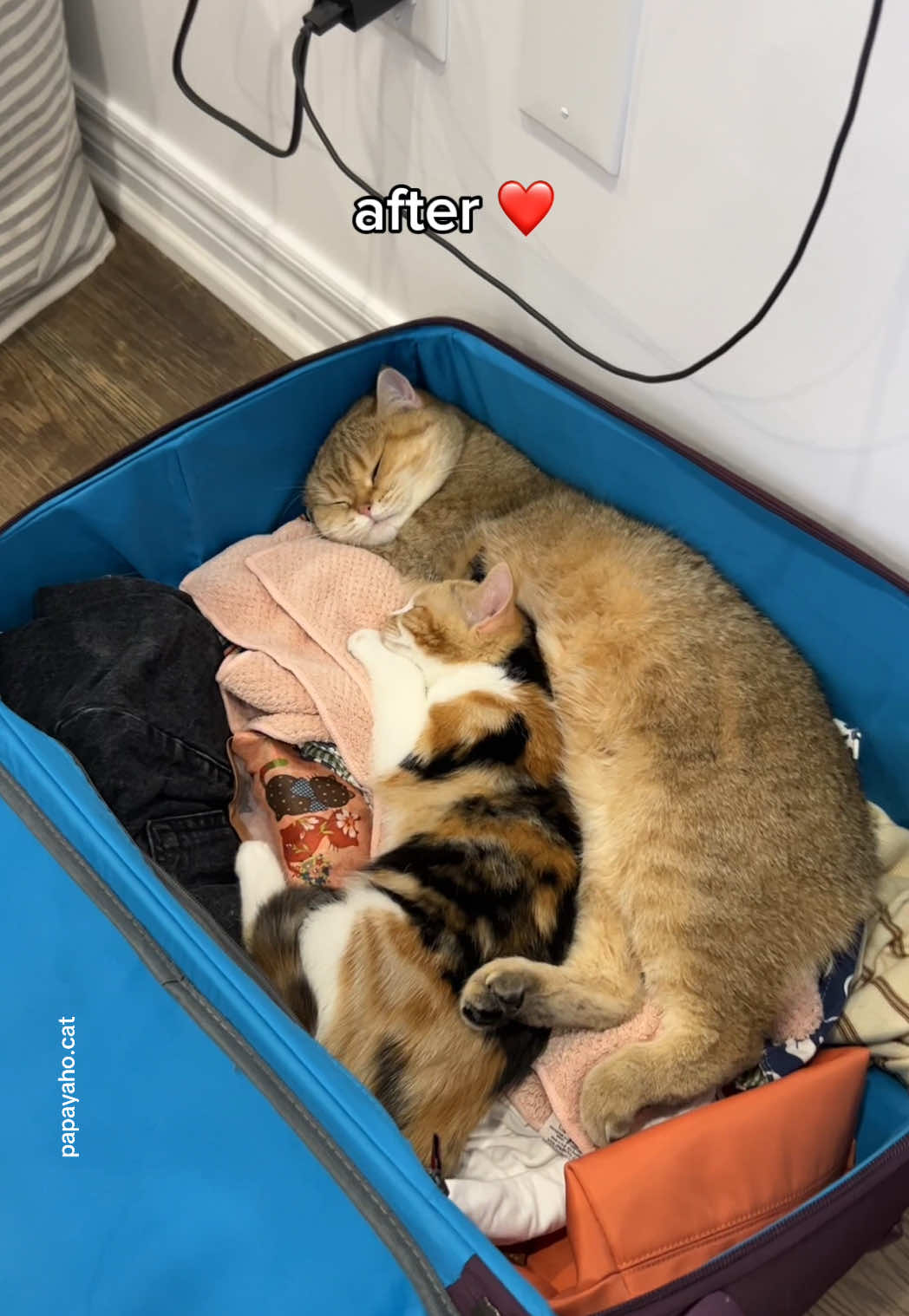 two besties that fight everyday 😂😭❤️ #cat 