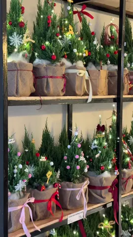 Nôn Noel quá đi, Tháng 12 ơi, mau tới nào 🎅 #caytung #noel #trangtrinoel #giangsinh #tiemhoagovap 