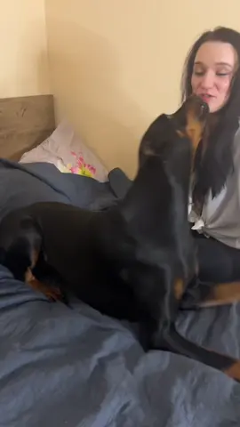 #doberman #доберман #трукрайм 