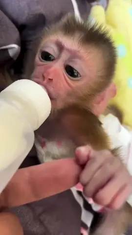 #capuchinusa #capuchinmonkey #capuchinbaby #capuchinlove