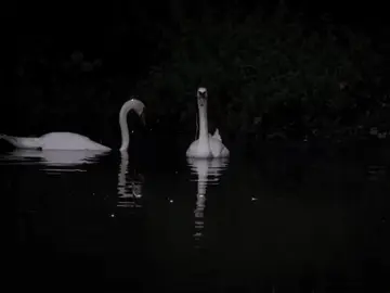 #fyp #kurdishsong #foryou #lyrics #inanotherlife 