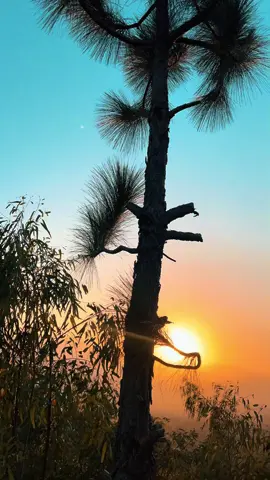 🌲🌸🍁#fyp #foryoupage 