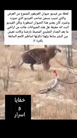 #الشعب_الصيني_ماله_حل😂😂😂 #الشعب_الصيني_ماله_حل😂✌️ #الشعب_الصيني_ماله_حل😂😂 #fypシ゚viral #الشعب_الصيني_ماله_حل😂😂🏃🏻‍♀️ 