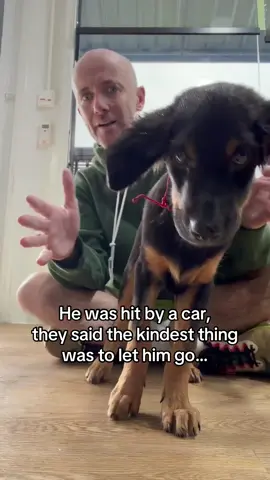 14 days ago he was about to be put to sleep because of brain damage, he could barely support his own head or even walk but yesterday he ran for the first time. Stormy still has a very long road ahead of him, his recovery will take a lot of time but the full team at Happy Doggo are behind him, helping him every day and we’re confident this little guy has a big life ahead of him❤️ #streetdogs #dogsoftiktok #dogsofthailand #dogrescue #dogrescuer 