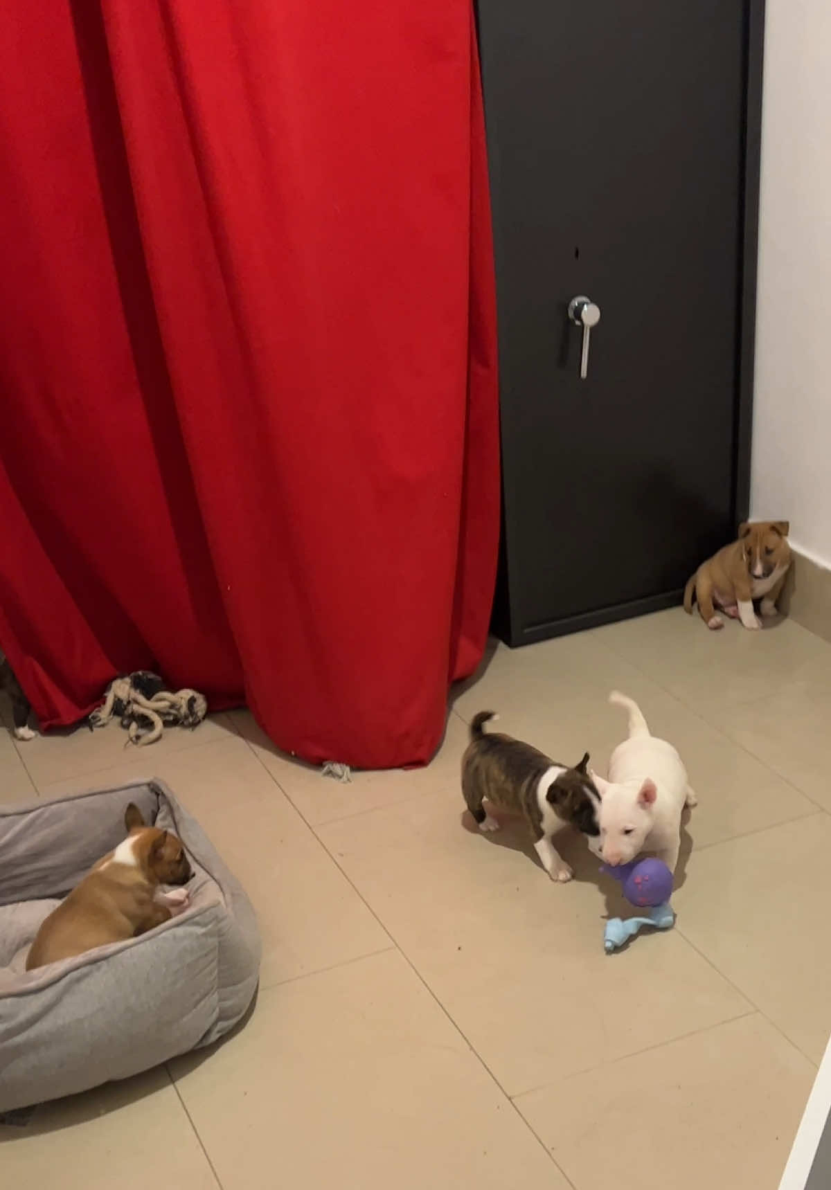 Miniature Bull Terrier - puppy  Miniaturowy Bulterier - szczeniak  #bullterrier #minibull #puppylove 