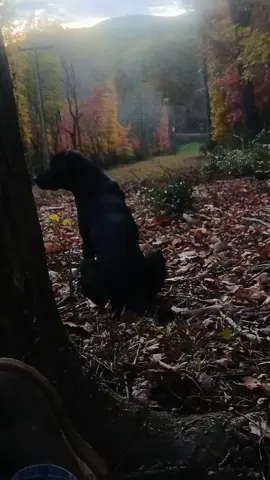 the ole dog loves to go hunting#fyp 