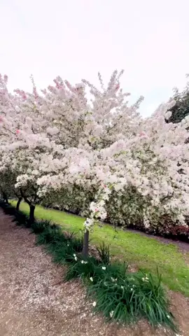 🌺🌸🌼Mùa xuân Melb#melbourneaustralia #victorian🇦🇺 #alowyngardenmelbourne💜 