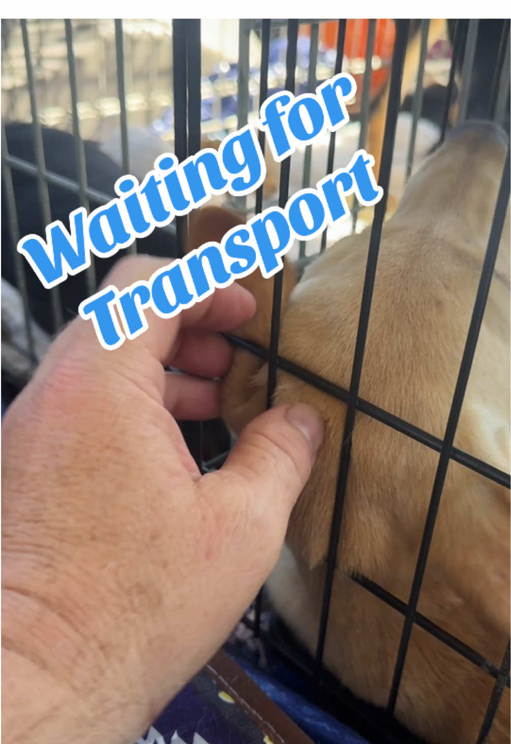 #501c3 #rescue #dogs #transport #florida