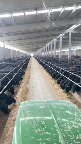 #anılar #kalitetesadüfdeğildir #maşşallah🧿 #begeni #branguscattle 