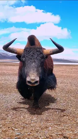 Himalayan Yak བོད་ཀྱི་གཡག་རྒོད།