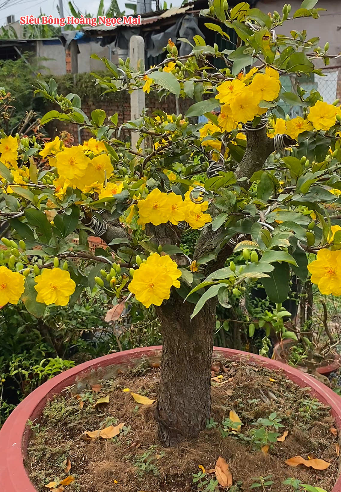 Siêu Bông Hoàng Ngọc Mai #xuhuongtiktok #xu #maivangsile3979 #maivang #sieubonghoangngocmai 