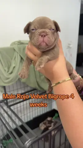 #frenchbulldog #frenchi #frenchie #frenchiesoftiktok #dog 