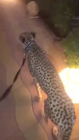#🐆🌠✨ 