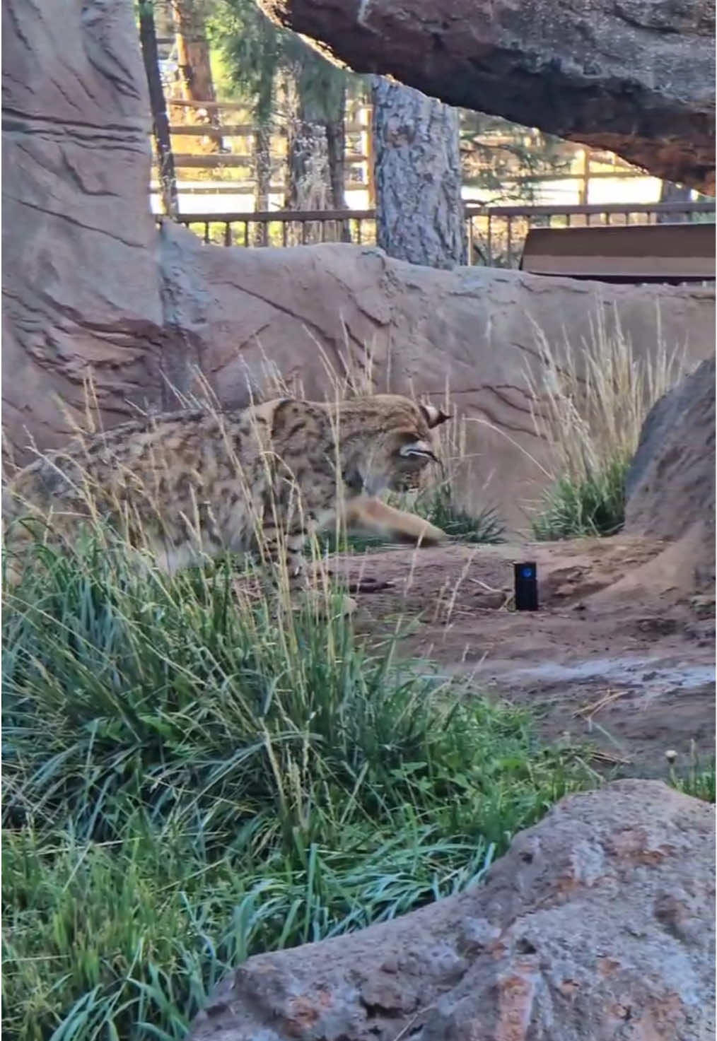 Part of “winter-izing” the park is blowing the water out of our sprinkler lines to avoid them freezing and bursting. Our bobcats were not having any of it! 😂 #bearizona #wildlifepark #bobcat 
