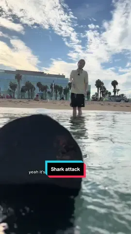 please stop overreacting 🦈 #expatliving #sharks #barcelona #learninglanguages #doemaar 
