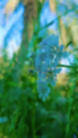 #الزهراء #باسم_الكربلائي م #يا #يافاطمه_الزهراء فاطمه_قيدار فاطمه #الزهراء الزهراء