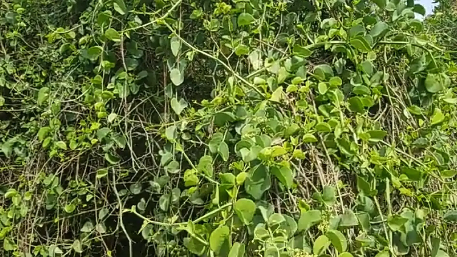 حلص يمني ااش تسموه في لهجتكم 