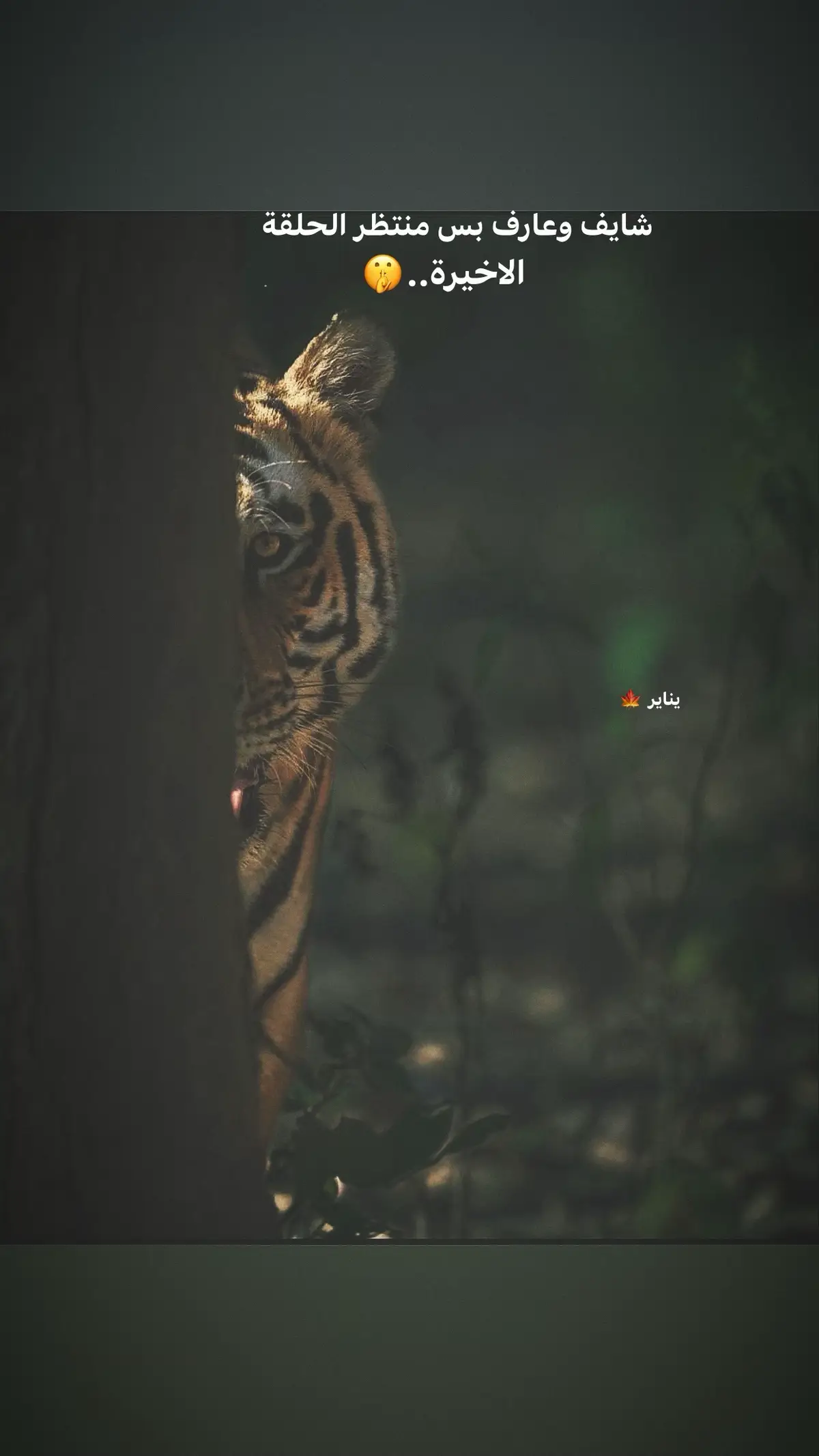 #تصميمي🎬 #cute #خواطر #عبارات_جميلة_وقويه😉🖤 #اقتباسات📝 