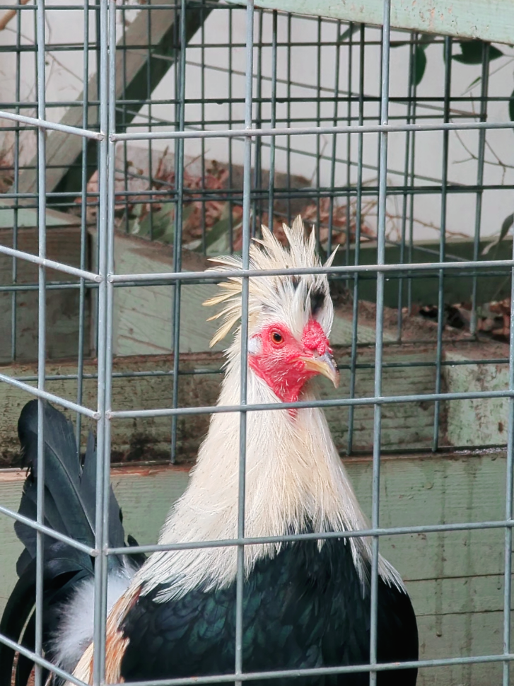 #toppy #gallosfinos💯 #gallosmexicanos🇲🇽 #gallosworld 