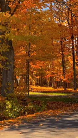 #autumn #fallincanada #november #autumnvibes🍁 #foryou 