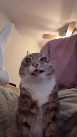 اعمل لايك وفولو عشان خاطر القط الشخاخ 😂😂❤️ #mhamad_tasting #views #reels #tiktok #explore 