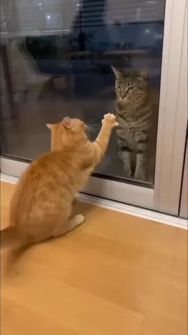 Oyen sok keras , ternyata 😅😅😅#contentcreators #lucu_ngakak #kucing #cat 