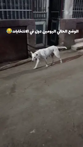 #😂😂😂😂😂😂😂😂😂😂  #المنيا_اسيوط_سوهاج_قناا_الاقصر_اسوان_  #الشعب_الصيني_ماله_حل😂😂 