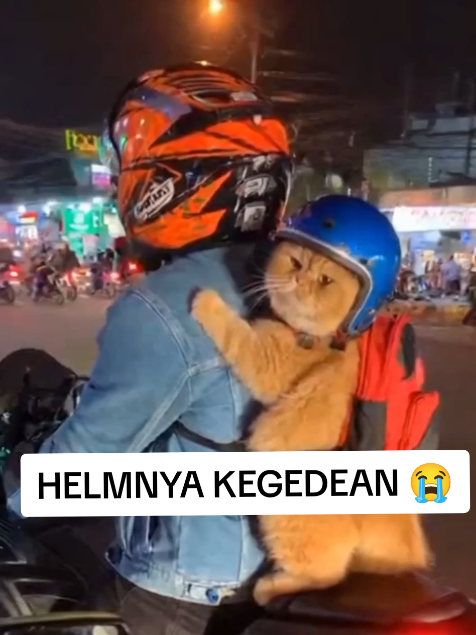 oyen jalan-jalan naik motor part 3 | @🦋BUTTERFLY ROSSE🦋 @BUTTERFLY 494 #494butterfly #butterfly494 #kucing #cats #catlovers #tranding #fyp 