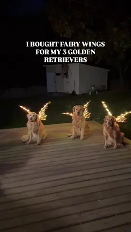 It's going to be a magical holiday season 🧚 I can't wait to make more content with these😂❤️    #goldenretriever 