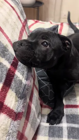 #staffie#staffye#staffidshirebullterrier#poutoi 