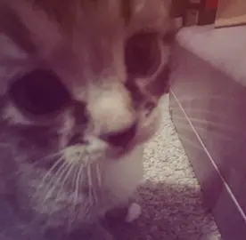 мои хорошие 💗 @Palochka🆘 @Sofik23💋 @Nutrick #CapCut #друзья #тренд #fup #fup 