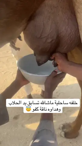 خلفات منايح ابل سواحل مجاهيم #مزاين #السعودية🇸🇦 #الابل #ترند#محالب  